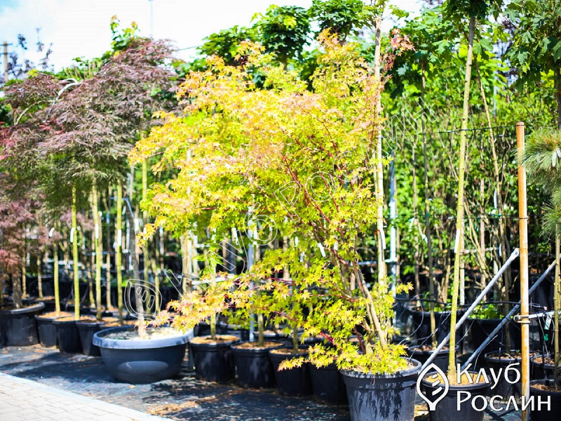 7Cvhbno3mG43JY0uBERSdUG1clL5as