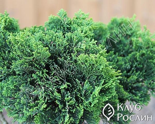 GIRUVI 「Grow on the Wall」Gracilius Обои виниловые на флизелиновой основе Зеленые Della Natura